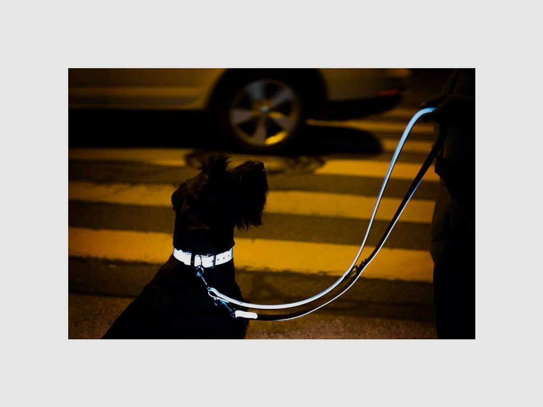 Das Lederband Hundeführleine Oslo Silver reflective B 22 mm / L 200 cm