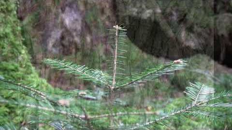 Der Wald - Naturverjüngung kann so einfach sein