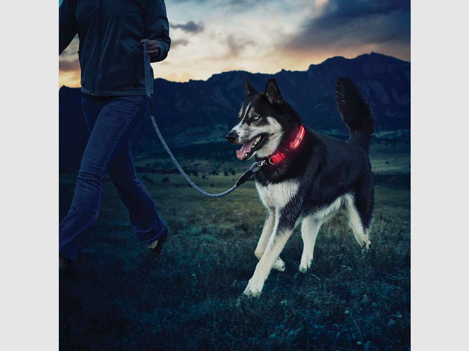 NITE DAWG LED DOG COLLAR - M