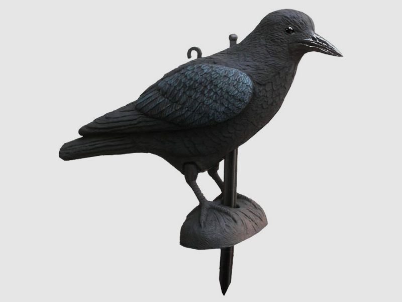 Lockvogel Krähe