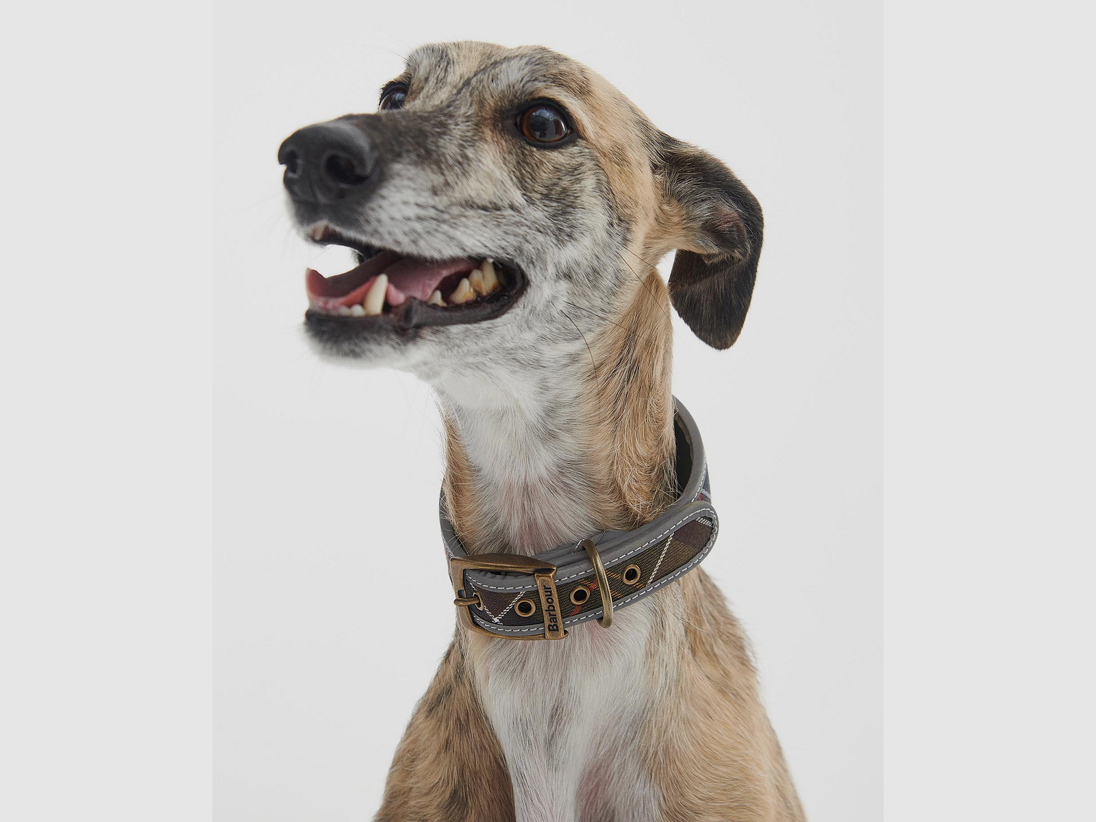 Collar para perro Barbour Lurcher Tartan