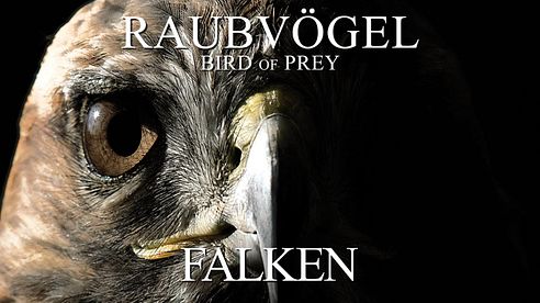 Raubvögel - Falken (2012) [Dokumentation] | Film (deutsch)