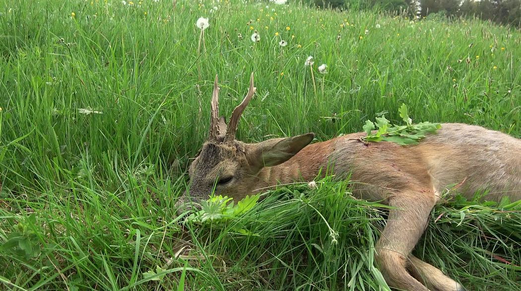 Bockjagd in der Eifel