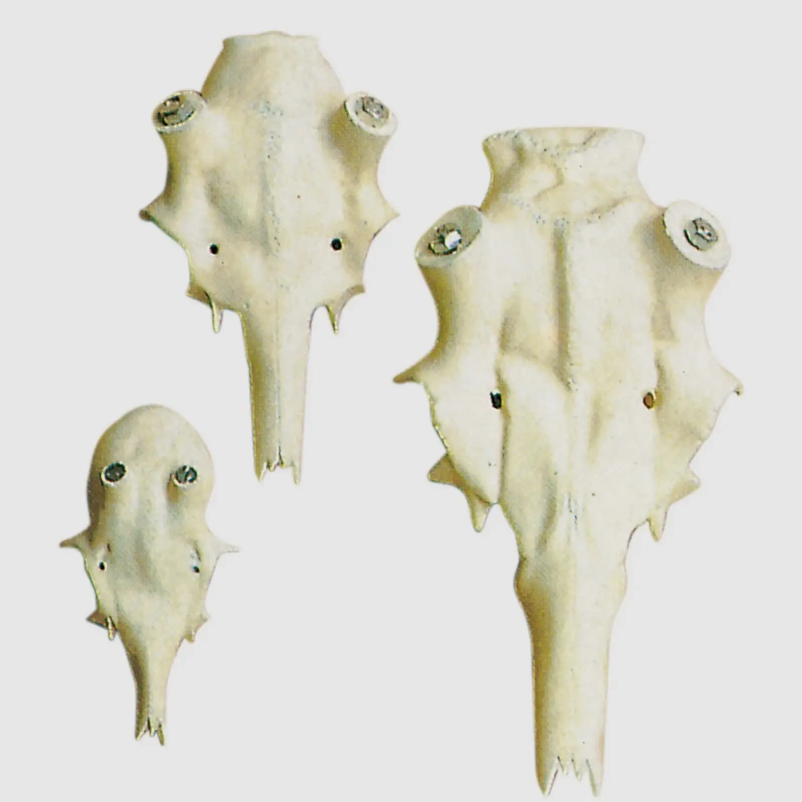 Artificial Red Deer Skull with Nasal Bone – 35 to 70 mm, image 4 of 8