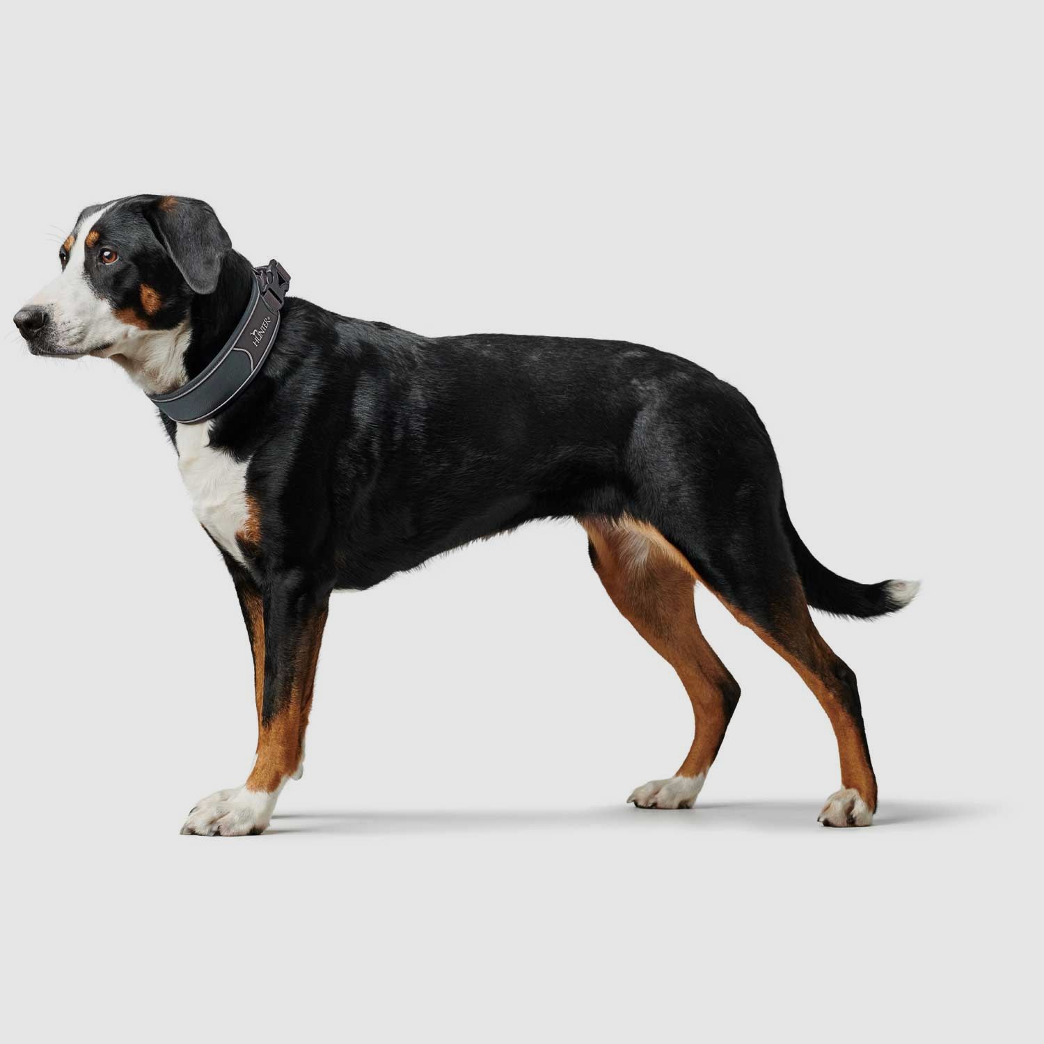 Hunter Halsband Divo