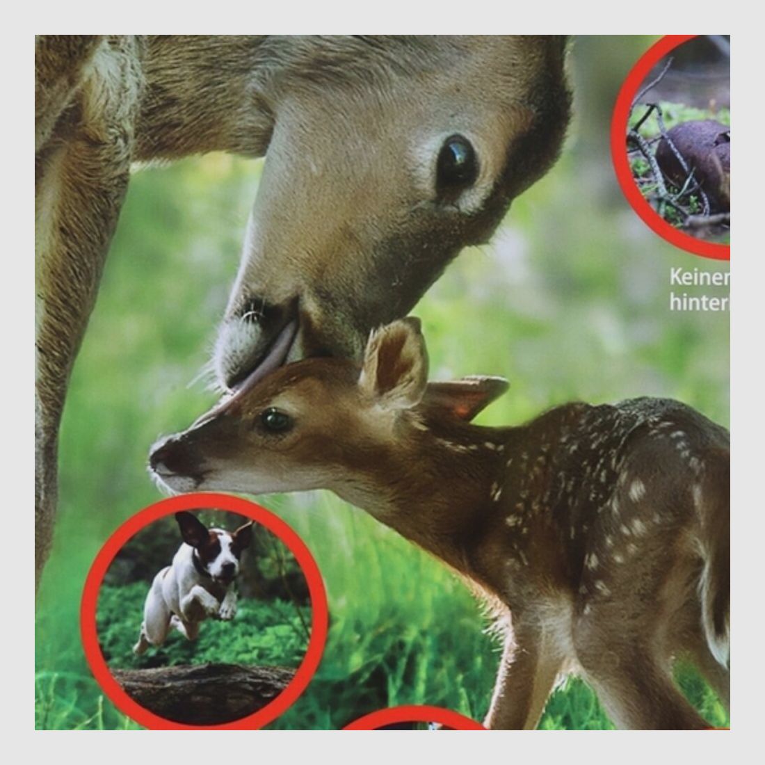 Waidgerechte Jagd Hinweisschild Rücksicht auf's Wild - 3er-Pack