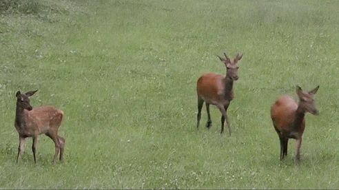 Rotwildjagd im August - Eine Woche Kahlwild jagen 2016