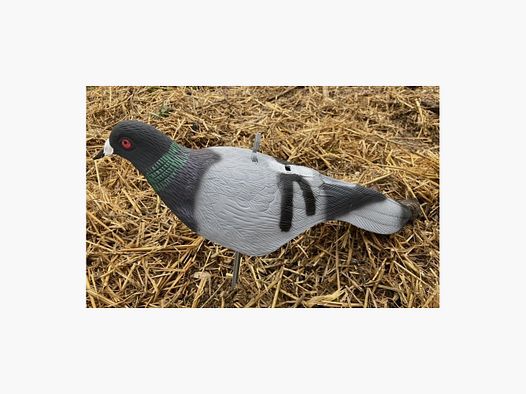 Lot de 12 Coquilles Pigeon Biset