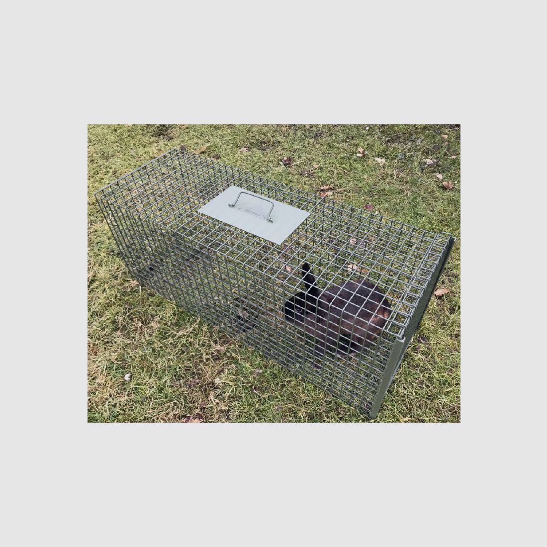 Waschbär Set Allroundkastenfalle