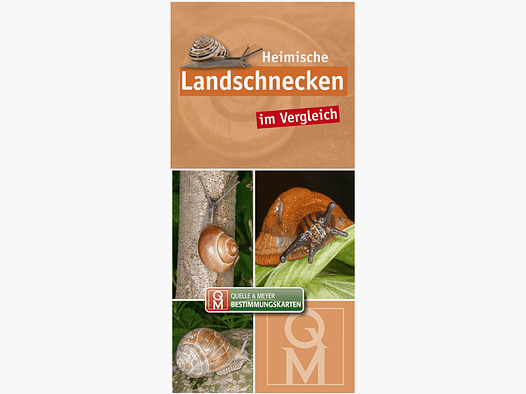 Identification card "Native land snails in comparison"