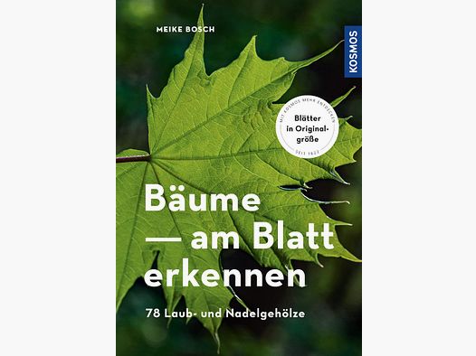 Kosmos Bäume am Blatt erkennen Meike Bosch