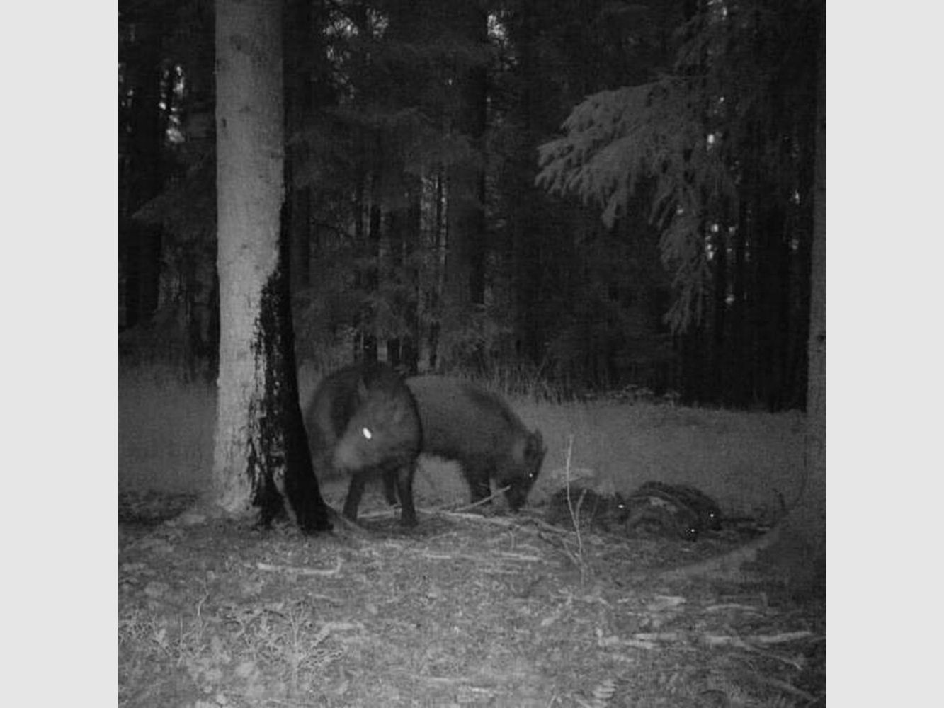 Black Fire Original - Boar Attractant, image 4 of 6