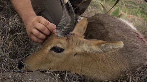 Jagd auf Bergriedböcke in Südafrika