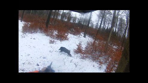 Drückjagd / Driven Hunt / Schwarzwild / Wild Boar