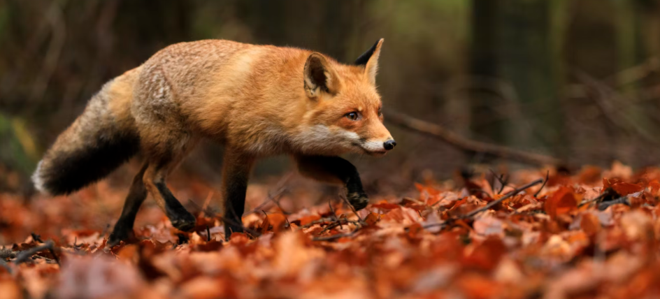 calibre de chasse