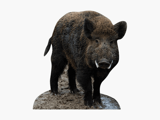 Animal Stand Wild Boar Boar