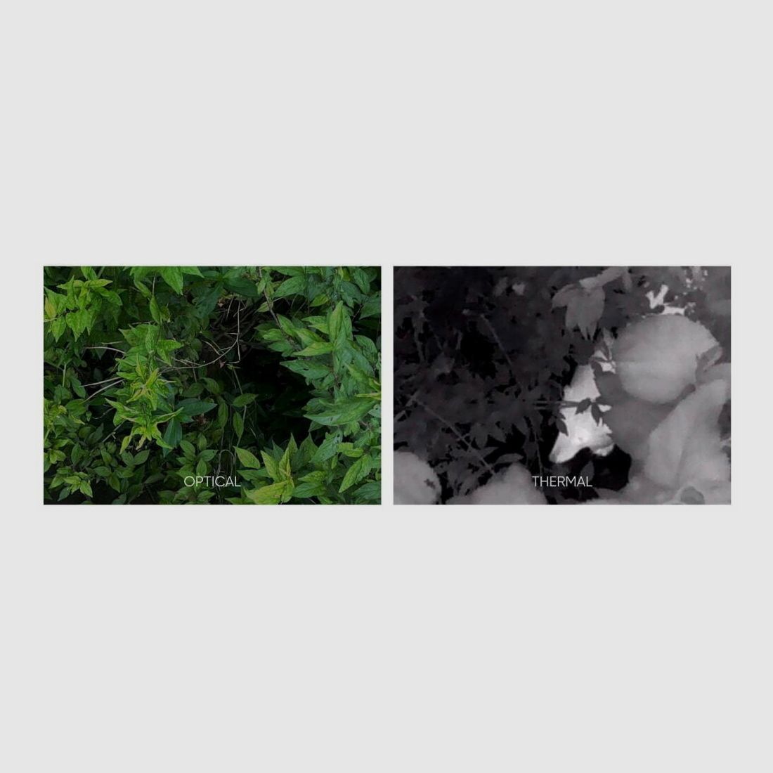 HIKMICRO Falcon FQ25