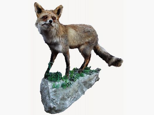 Taxidermisierte Fuchs 02