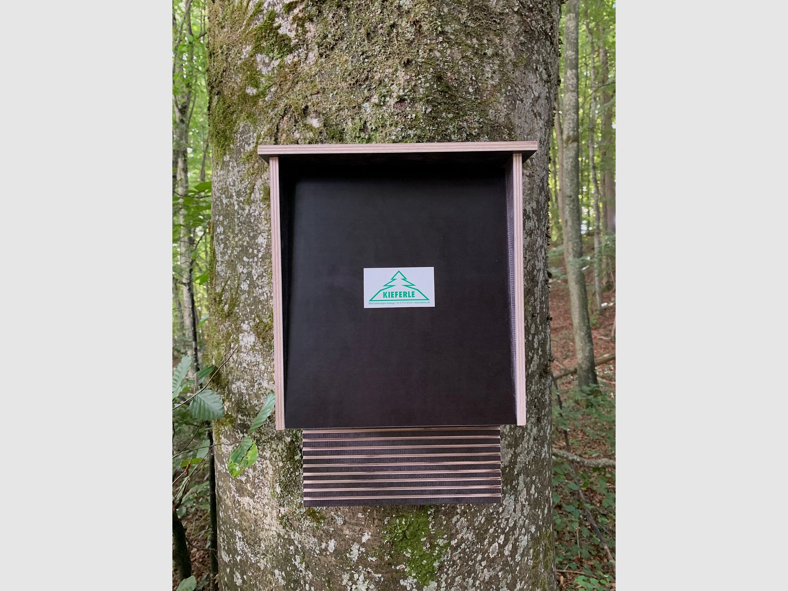 Fledermauskasten