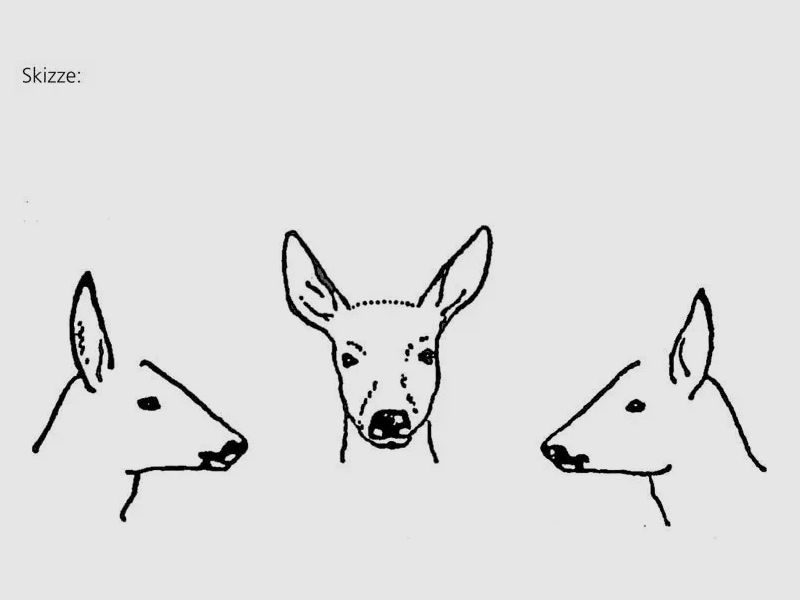 PUMA Rehbock-Gehörn-Skizzenblock