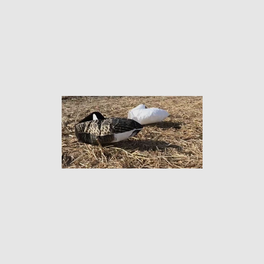 Sillosocks Canada goose Schlafende Kanadagans, Bild 5 von 5