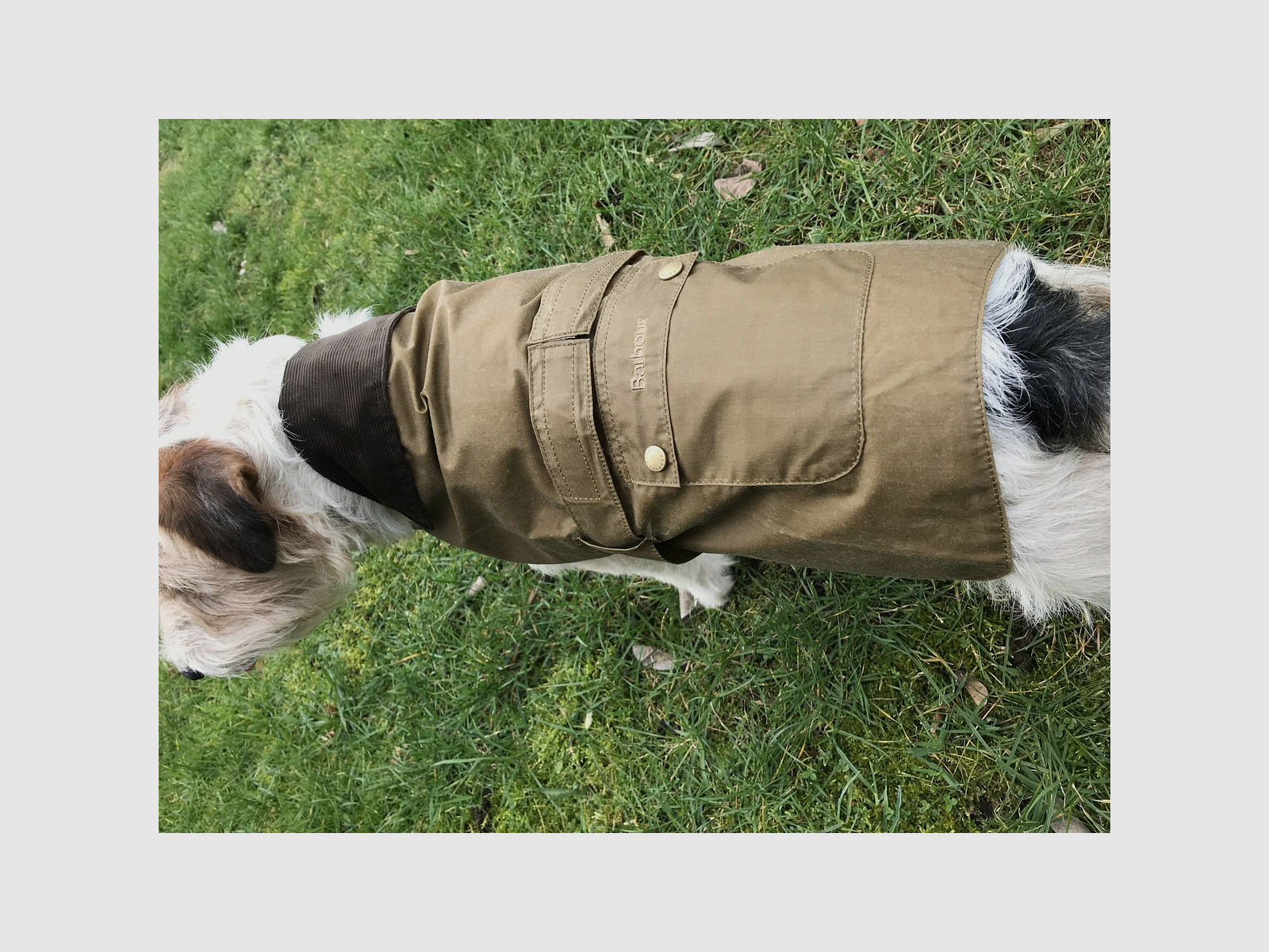 Barbour Lightweight Wax Dog Coat Olive XL