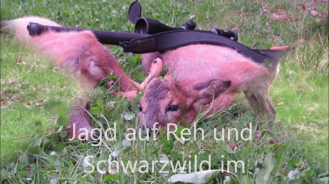 Bockjagd und Saujagd im Mai / Roebuck and Boar hunting