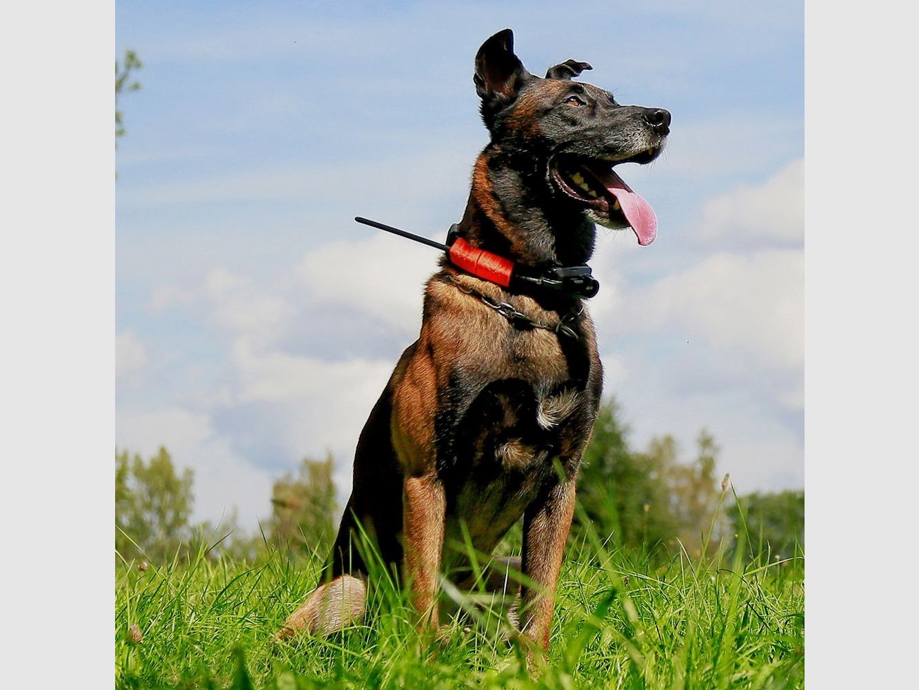 Dogtrace GPS X30-B, Bild 22 von 22