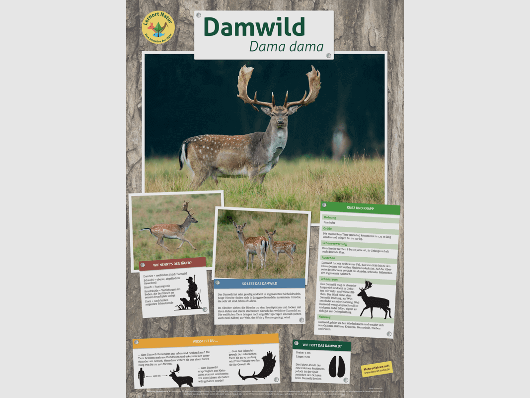 Lernort Natur-Tierposter Damwild
