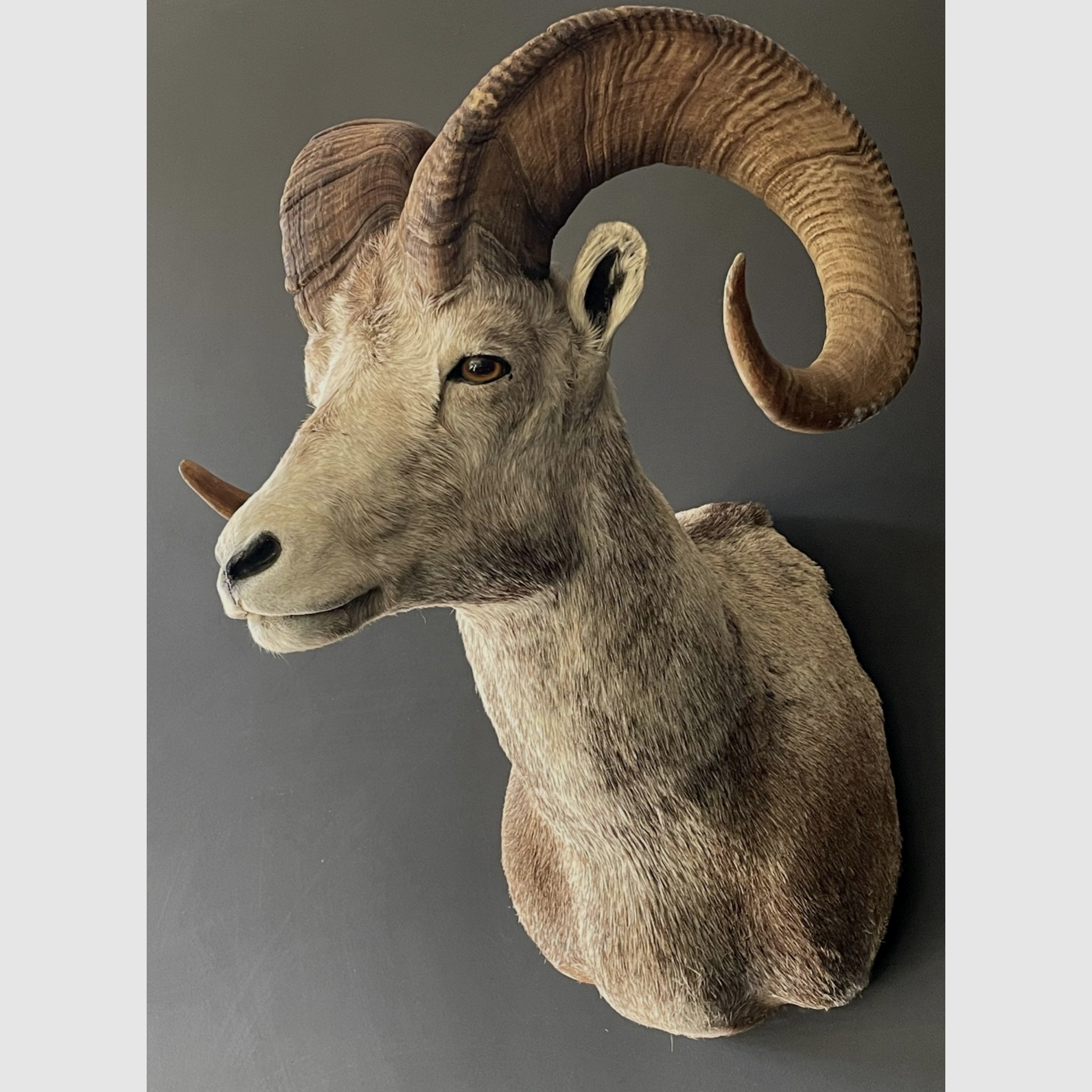 Taxidermie-Schulterpräparat Großes Steinschaf, Bild 4 von 4