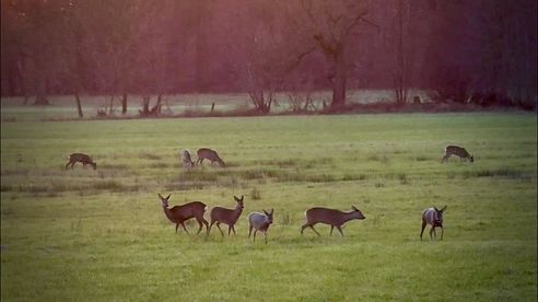 Drei auf einen Streich - Jagd auf Rehwild  im Winter #waidmannsheil