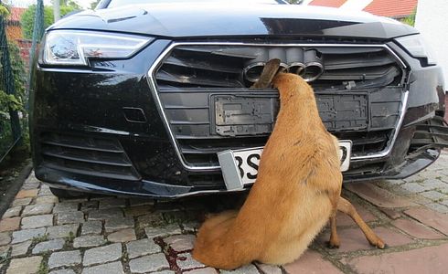 Wie verhalte ich mich bei einem Wildunfall?