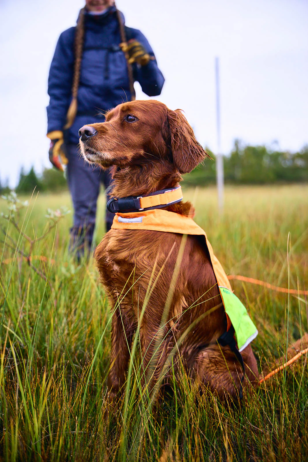 Non-stop Protector Collar 36, image 2 of 4