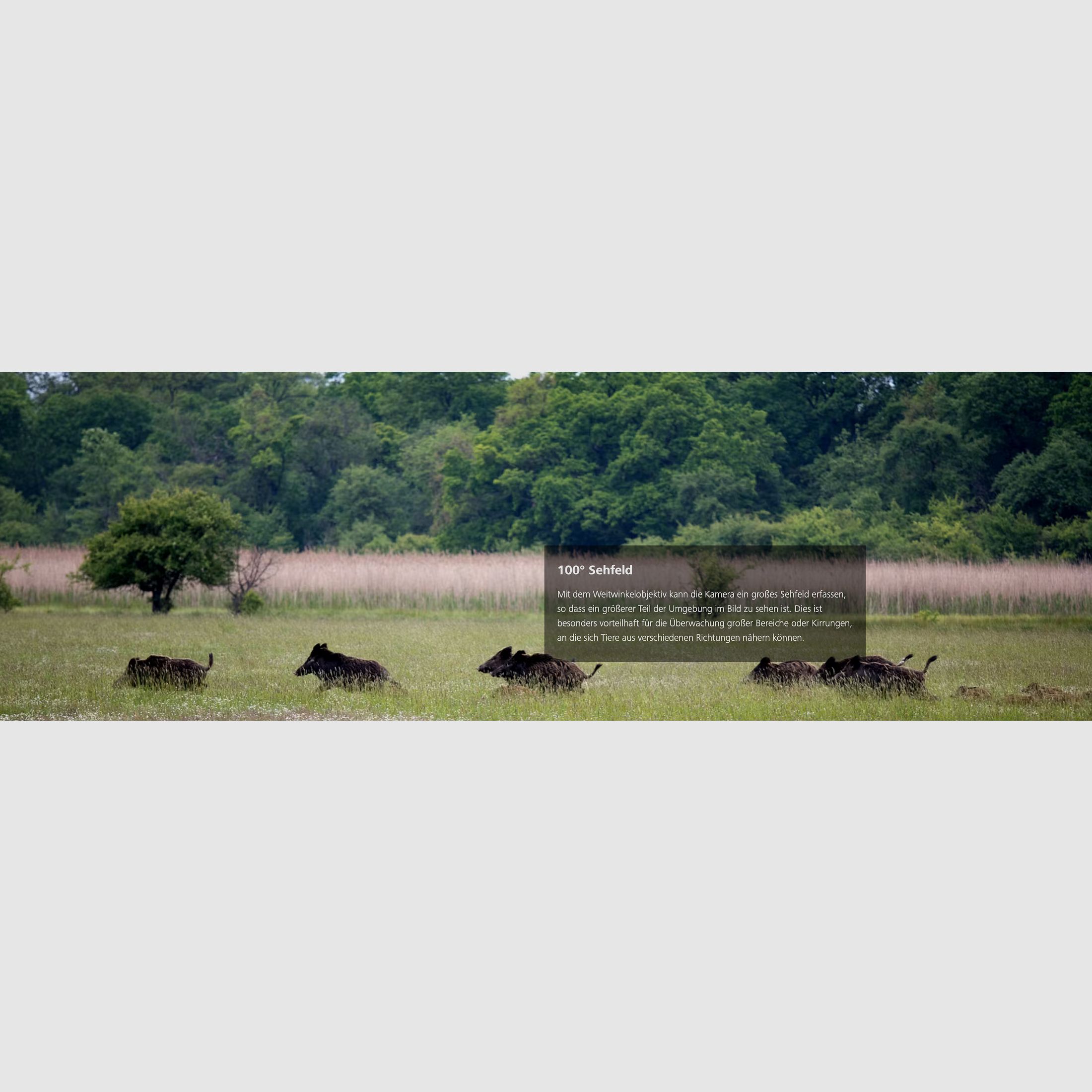 ZEISS Secacam 5 Telecamera per fauna selvatica grandangolare 100 gradi di campo visivo 25m di rilevamento