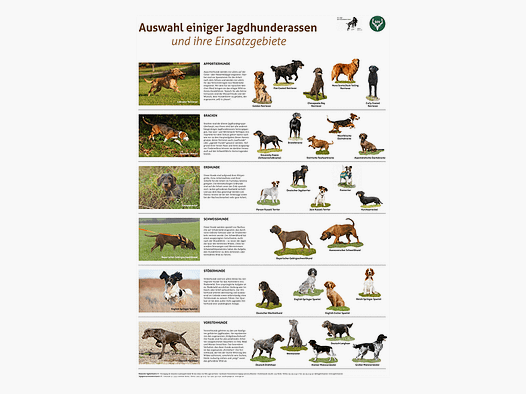 Affiche "Races de chiens de chasse et leurs domaines d'utilisation"
