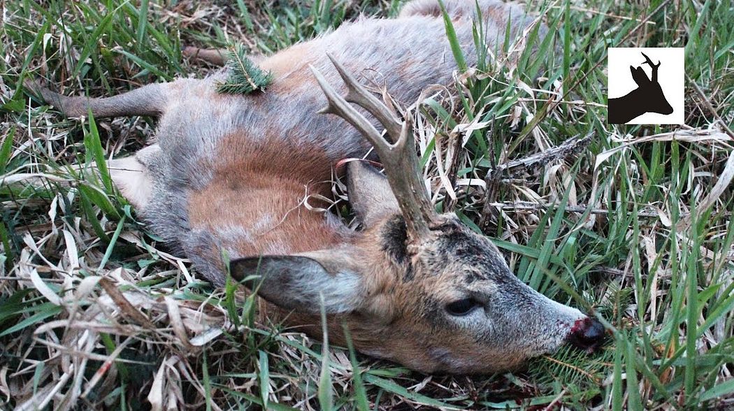 Roebuck stalking in May - Majowy rogacz - Rehbockjagd in Polen - Chasse à l'approche du Brocard