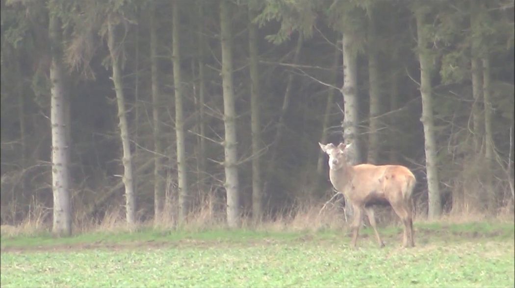 Rotwild und Sauen Tag aktiv Ruhe im Revier   Deer and Wildboar in the area