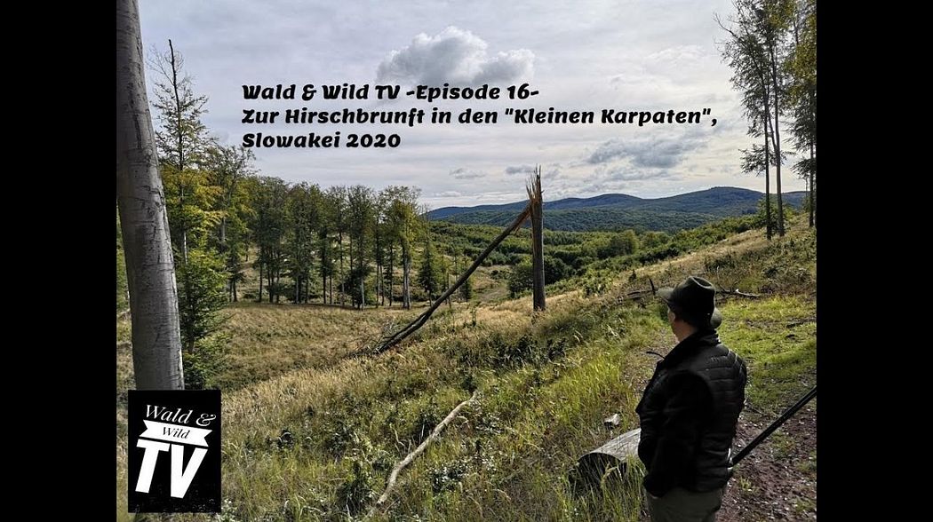 Wald & WildTV -Episode 16- Zur Hirschbrunft in den "Kleinen Karpaten", Slowakei 2020