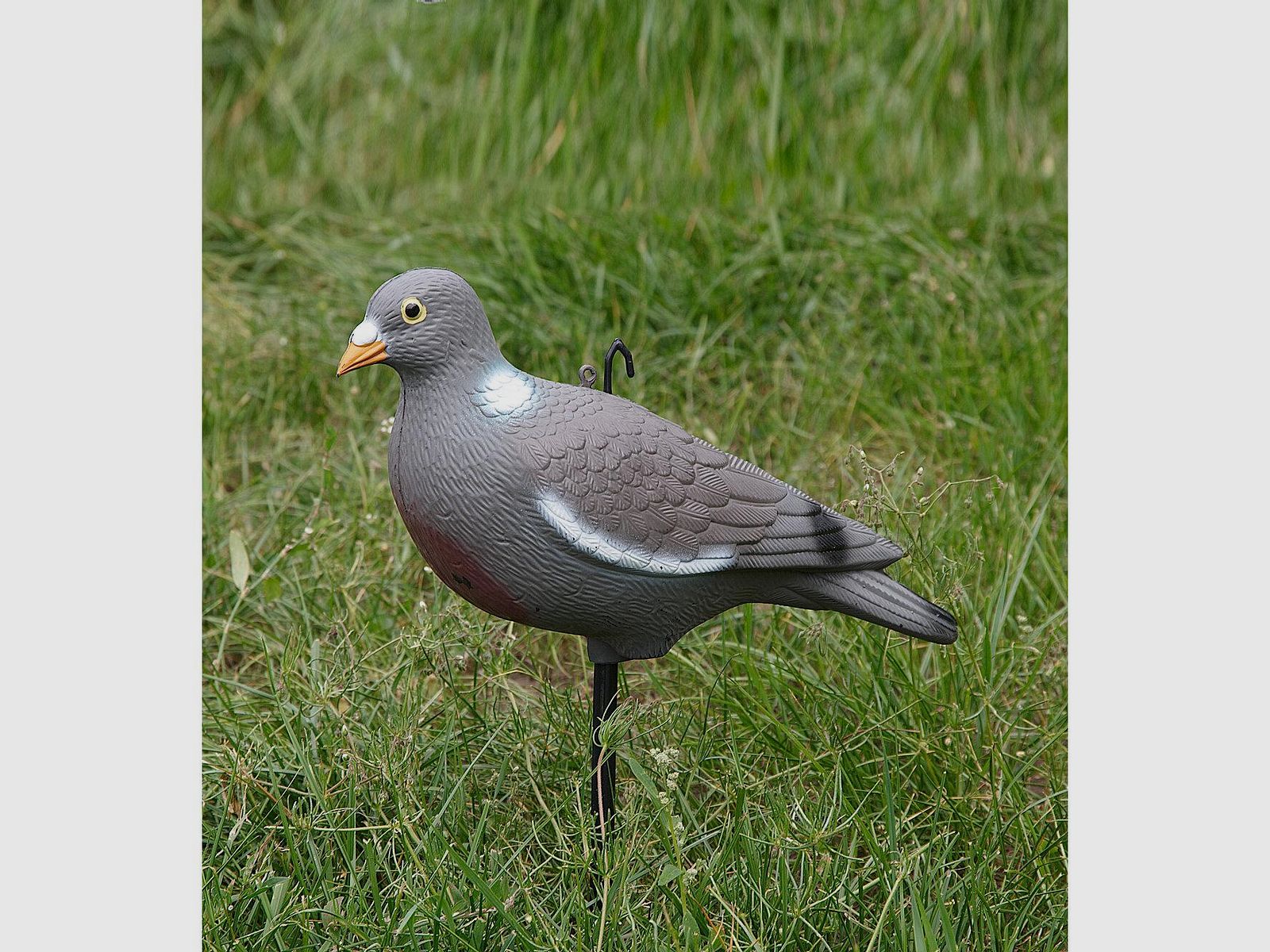 Wood Pigeon full body