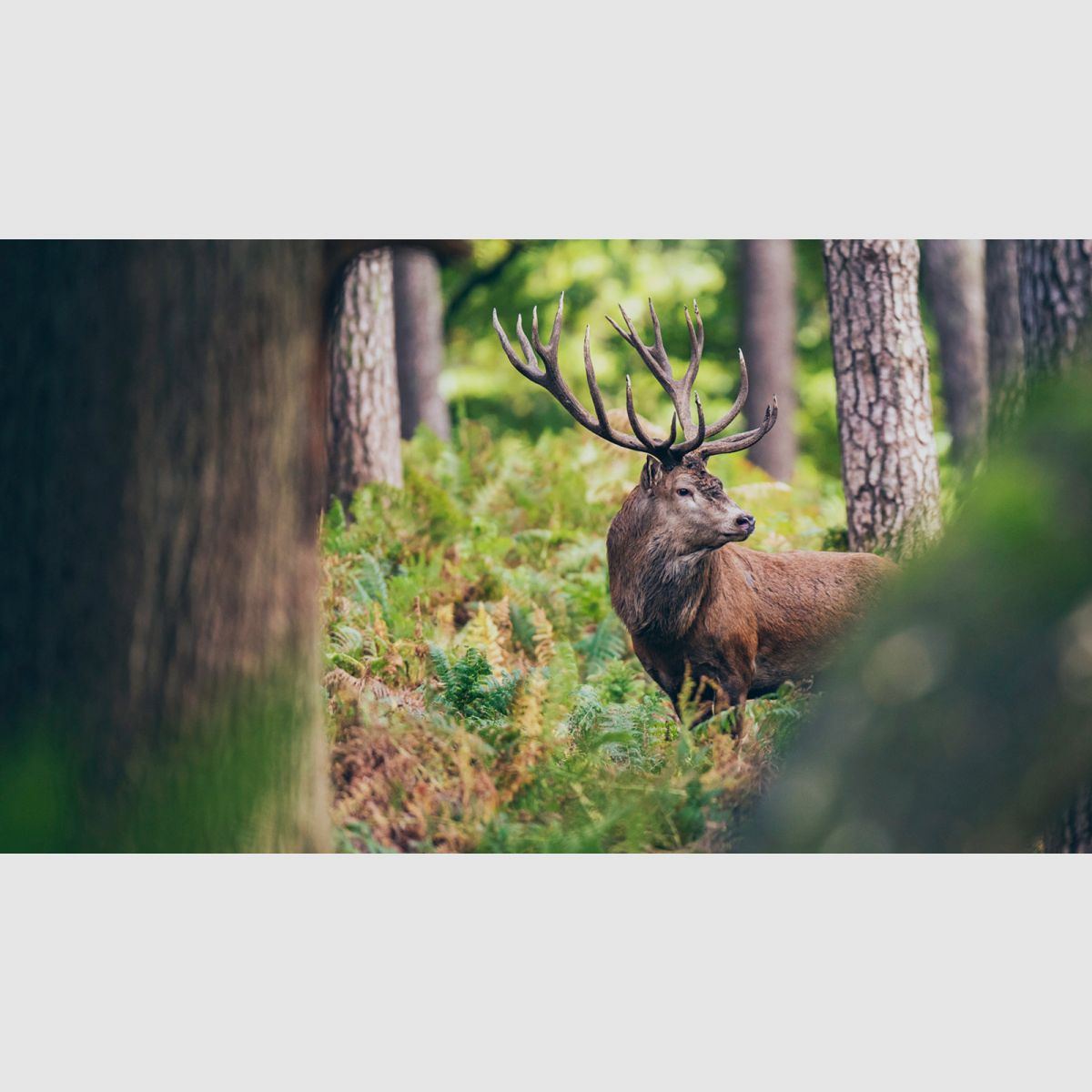 NOBLEX NZ6 Inception 3-18x56 without rail