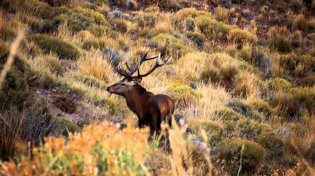 Patagonia Argentina Red Stag Hunt with High Adventure Company