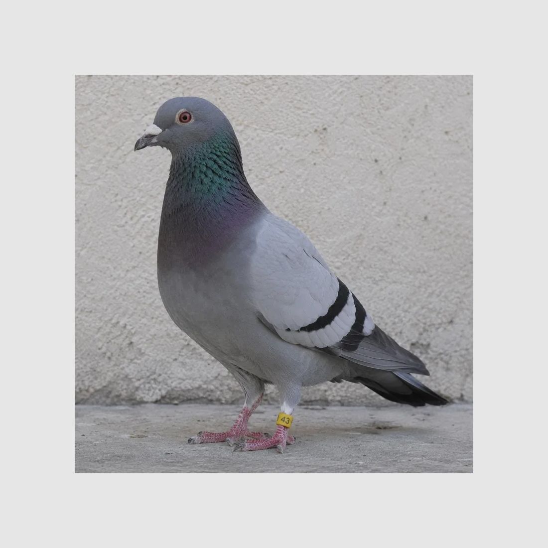 Anillas Especiales para Palomas Marcadas con Láser Indeleble numeradas 26-50 Verde, imagen 2 de 3