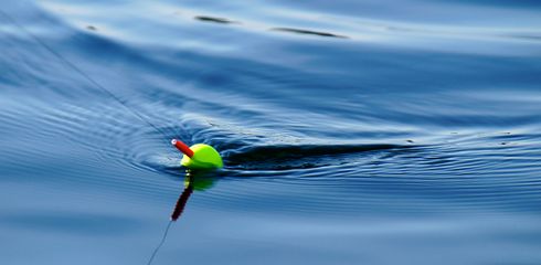 Boilies: Die Kunst des erfolgreichen Köderns beim Angeln