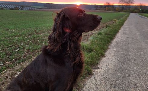 Jagdhund stirbt nach mysteriöser Erkrankung – Ein Verdacht auf Aujeszky