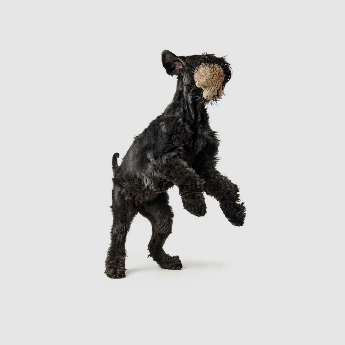 Hunter Hundespielzeug Pori Hund beige 17cm