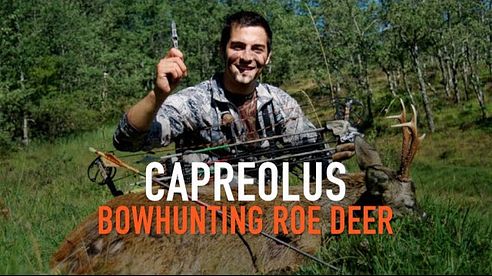 CAPREOLUS - BOWHUNTING ROE DEER - CAZA CON ARCO CORZO