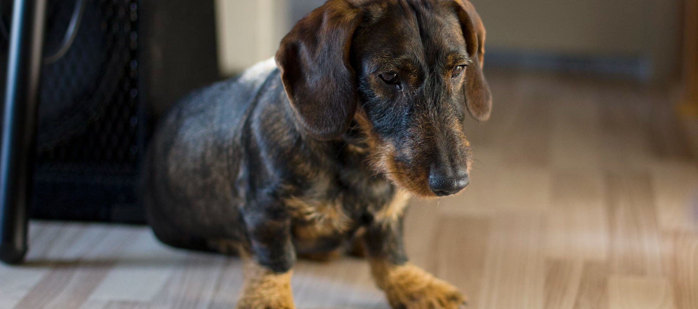 The Dachshund - the Secret All-Round Hunter