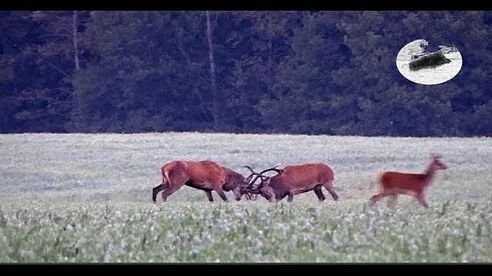 Red stag hunting during the rut - best moments 2018 #1