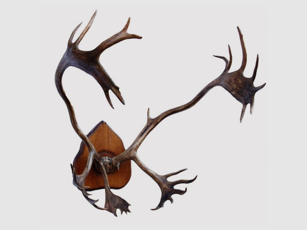 Antikes Caribou-Trophäe, Bild 1 von 2
