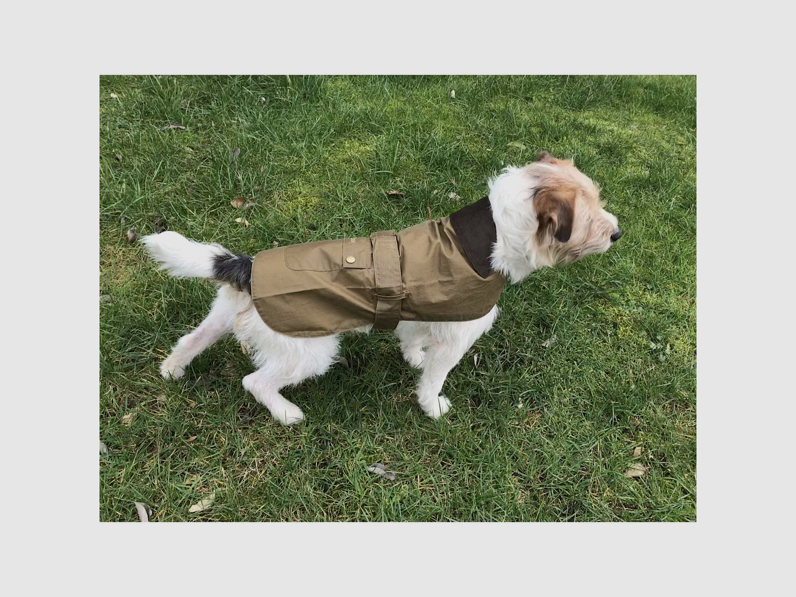 Barbour Lightweight Wax Dog Coat Olive XL